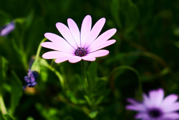 Hermosas margaritas de primavera en la naturaleza.