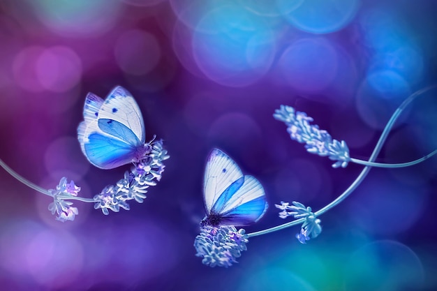 Foto hermosas mariposas azules blancas en las flores de lavanda imagen natural de primavera de verano en tonos azules y morados espacio libre para texto fantástico concepto natural de primavera de verano