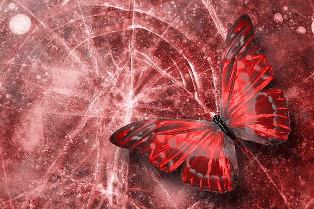 Foto hermosas mariposas tropicales rojas