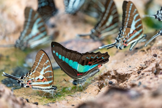 Hermosas mariposas Ven a comer minerales