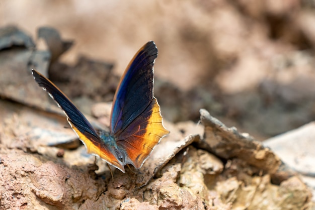 Hermosas mariposas Ven a comer minerales