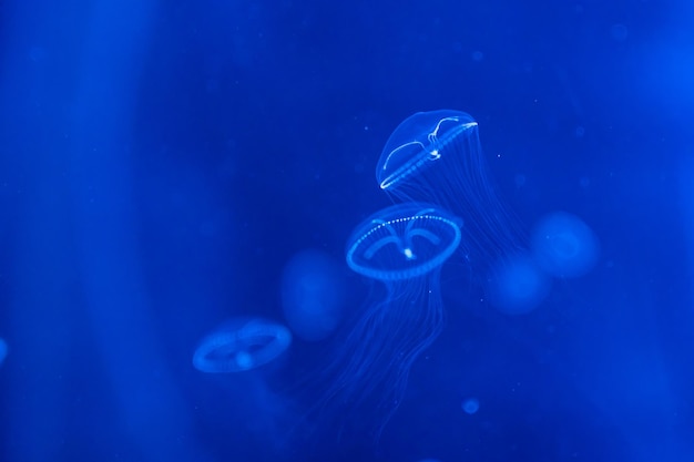 Hermosas medusas en la luz de neón en el fondo de la naturaleza del acuario