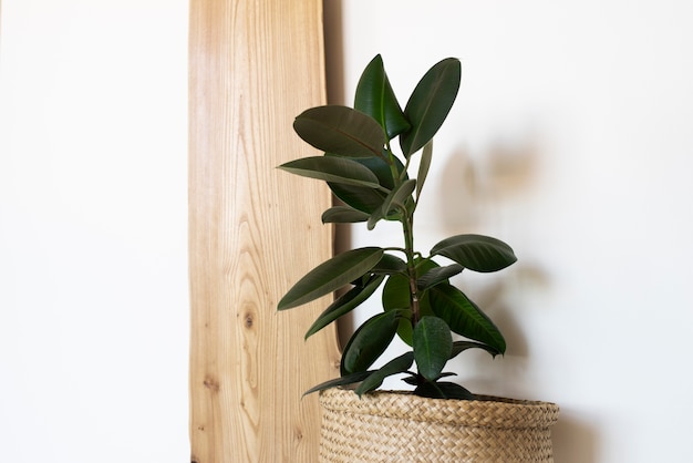 Foto hermosas y modernas plantas deco.