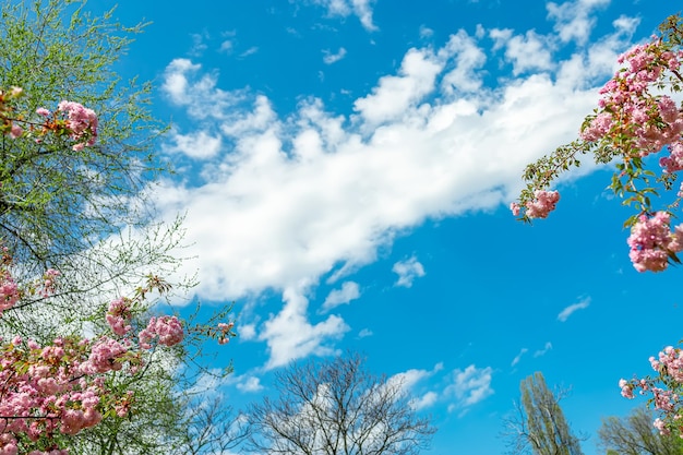 Hermosas nubes en el cielo azul alrededor de las cuales el jardín de sakura florece con flores rosas