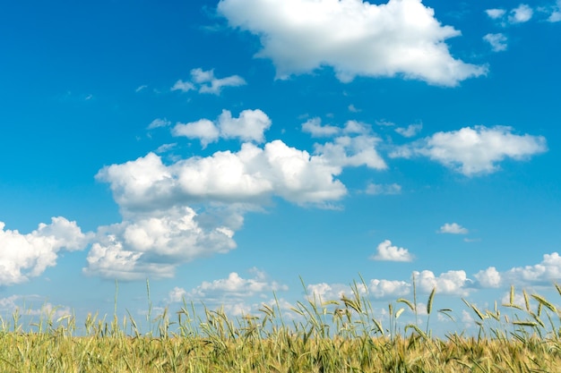 Hermosas nubes esponjosas sobre un fondo de cielo azul sobre un campo de trigo joven Paisaje de campo de verano Agricultura natural Primer plano de espiguillas de trigo contra el cielo