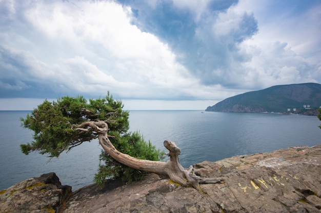 Hermosas nubes de estratos de lluvia sobre las montañas y el mar. Enebro en la roca. Rusia, crimea.