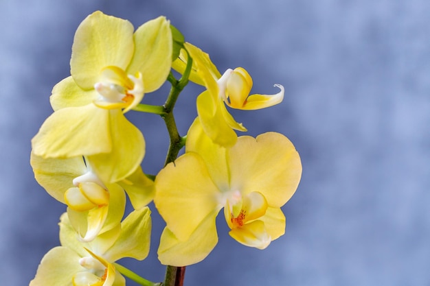 Hermosas orquídeas amarillas florecientes Aficiones floricultura hogar flores plantas de interior