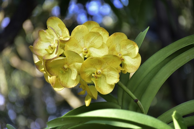 Hermosas orquídeas amarillas con manchas rojas de cerca