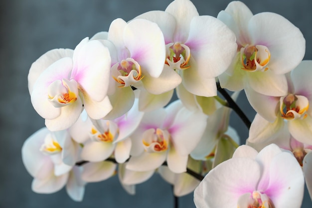 Hermosas orquídeas blancas en flor Aficiones floricultura hogar flores plantas de interior