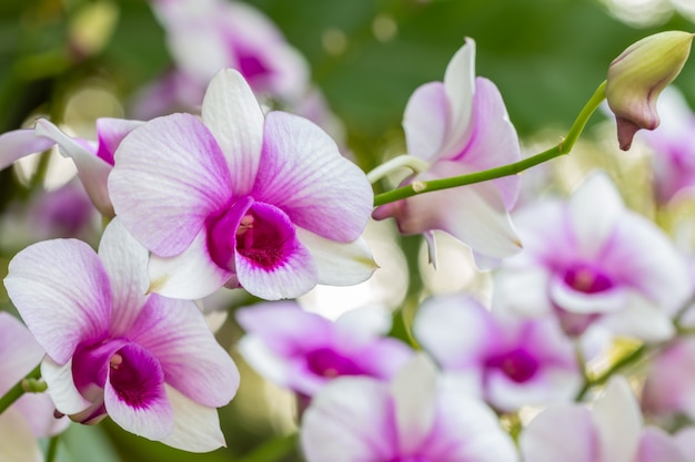 Hermosas orquídeas blancas y moradas, Dendrobium.