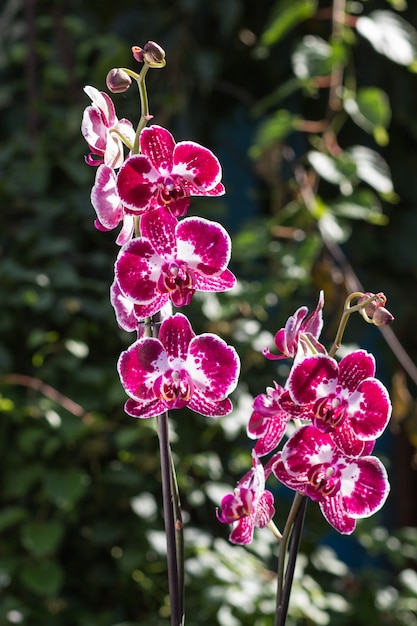 Hermosas orquídeas de diferentes colores. Híbridos Phalaenopsis.