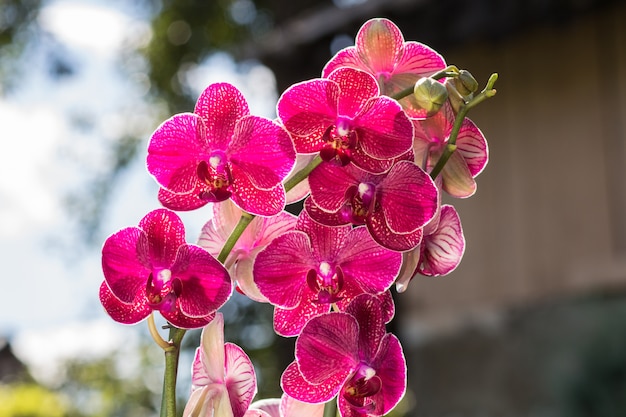 Hermosas orquídeas de diferentes colores.