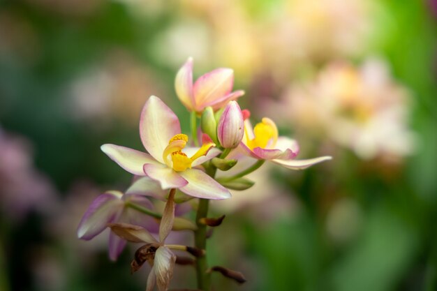 Hermosas orquídeas en flor en el bosque