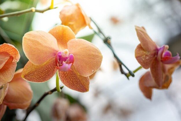 Hermosas orquídeas en flor en el bosque