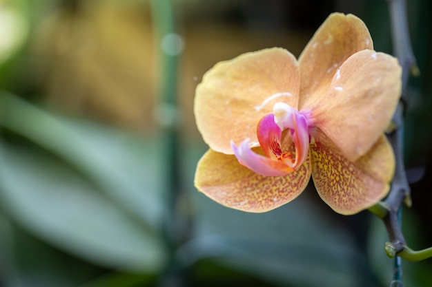 Hermosas orquídeas en flor en el bosque