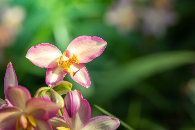 Hermosas orquídeas en flor en el bosque