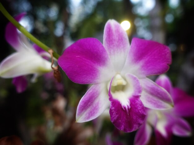 Hermosas orquídeas de luna roja en plena floración en exhibición