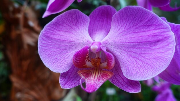 Foto hermosas orquídeas de luna roja en plena floración en exhibición