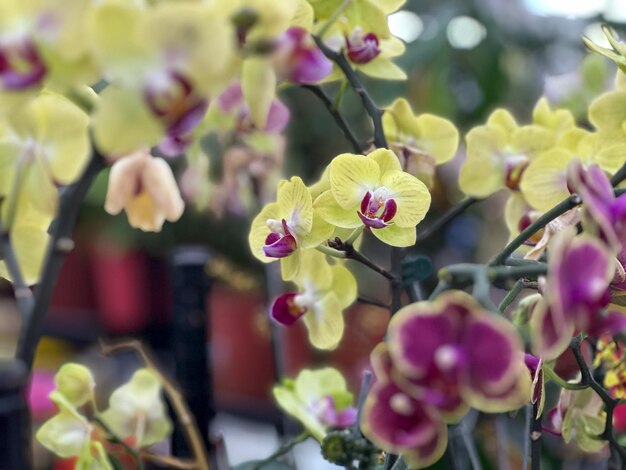 Hermosas orquídeas moradas y amarillas en macetas