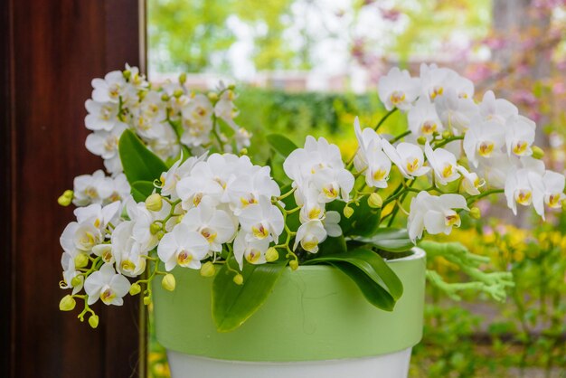 Hermosas orquídeas en el parque Keukenhof Lisse Holanda Países Bajos