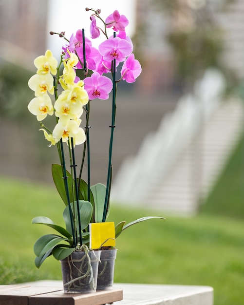 Hermosas orquídeas polilla amarillas y rosadas