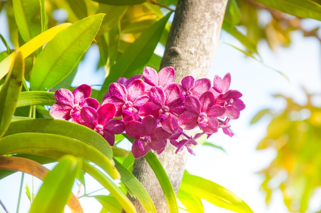 Hermosas orquídeas rosadas están floreciendo en el jardín tropical