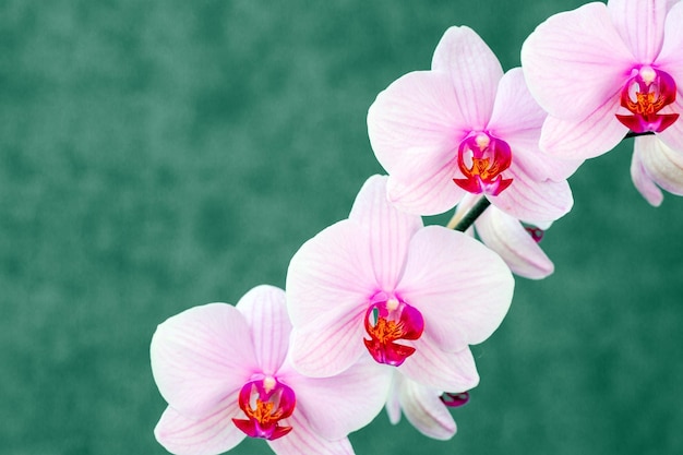 Hermosas orquídeas rosadas en flor Aficiones floricultura hogar flores plantas de interior