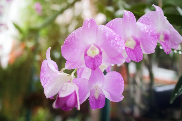 Hermosas orquídeas rosadas con gotas de lluvia