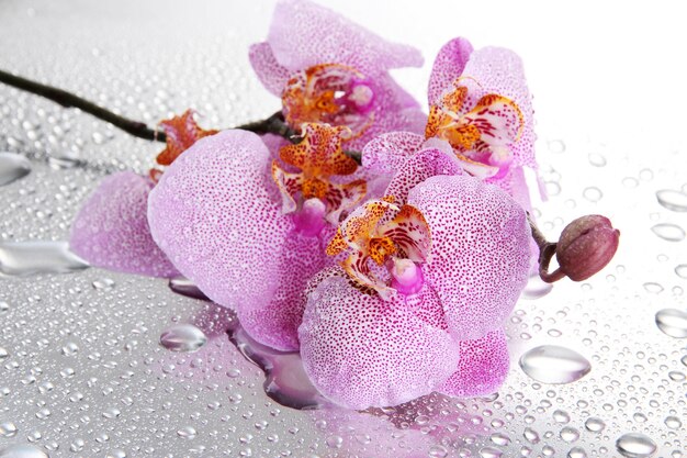 Hermosas orquídeas rosas con gotas