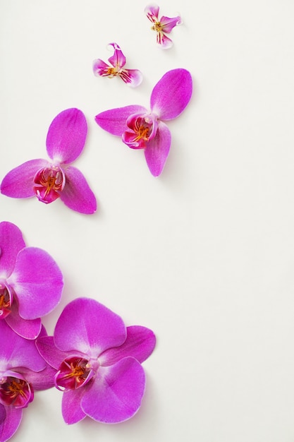 Hermosas orquídeas sobre fondo blanco.