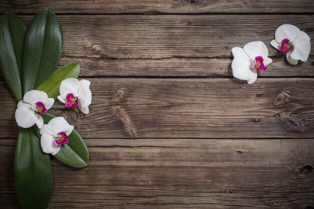 Hermosas orquídeas sobre fondo de madera vieja
