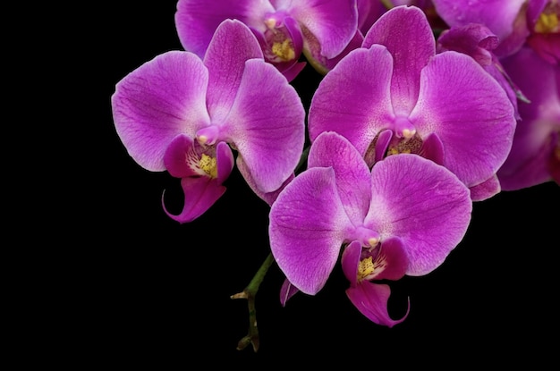 Hermosas orquídeas sobre un fondo negro