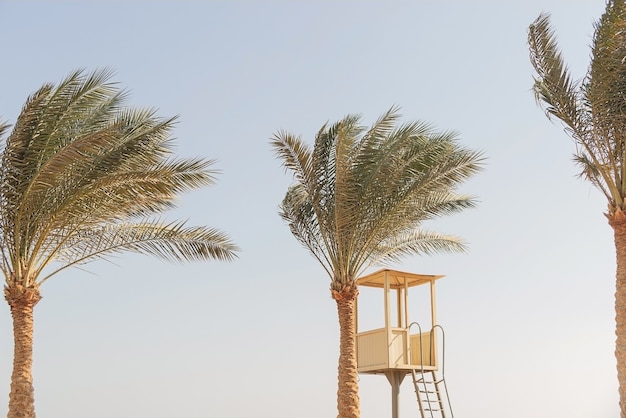 Hermosas palmeras altas y torre de salvavidas en la playa junto al mar con el telón de fondo del cielo