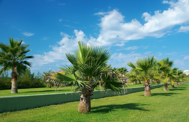 Hermosas palmeras en Antalya, Turquía.