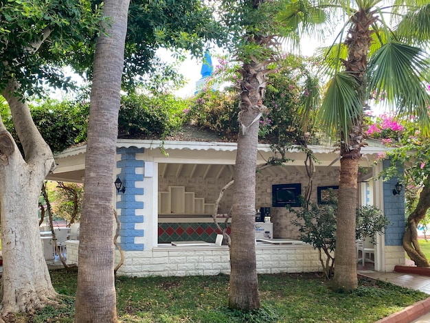 Hermosas palmeras celestiales con grandes hojas verdes sobre el fondo de pequeñas casas