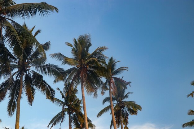 Hermosas palmeras de coco contra el cielo azul en Bali, Indonesia, orientación horizontal, espacio de copia