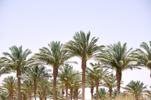 Hermosas palmeras de coco verde en la playa tropical contra el cielo azul Concepto de vacaciones de verano