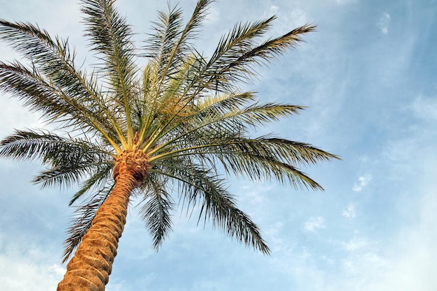 Hermosas palmeras de coco verde en la playa tropical contra el cielo azul Concepto de vacaciones de verano