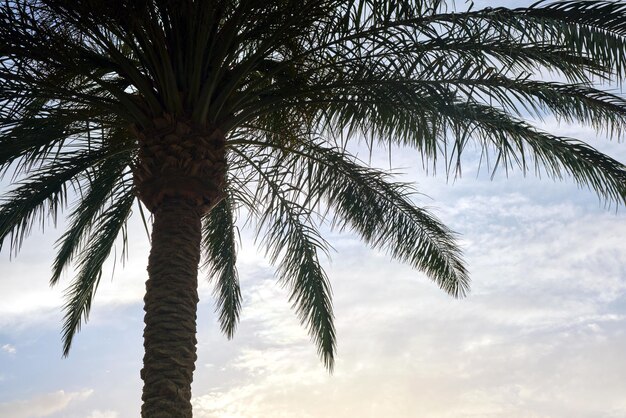 Hermosas palmeras de coco verde en la playa tropical contra el cielo azul Concepto de vacaciones de verano