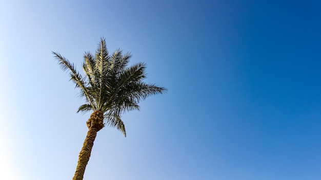 Hermosas palmeras contra el cielo azul. Viajar