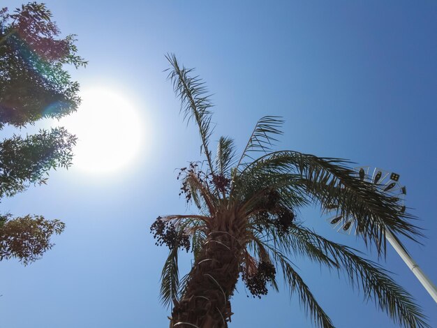 Hermosas palmeras contra el cielo azul. Viajar