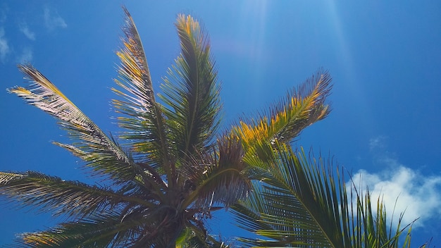 hermosas palmeras contra el cielo azul