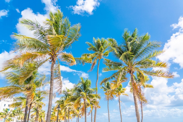 Hermosas palmeras en fondo de cielo azul