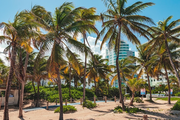 Hermosas palmeras playa de la ciudad de condado desde la costa tropical de puerto rico