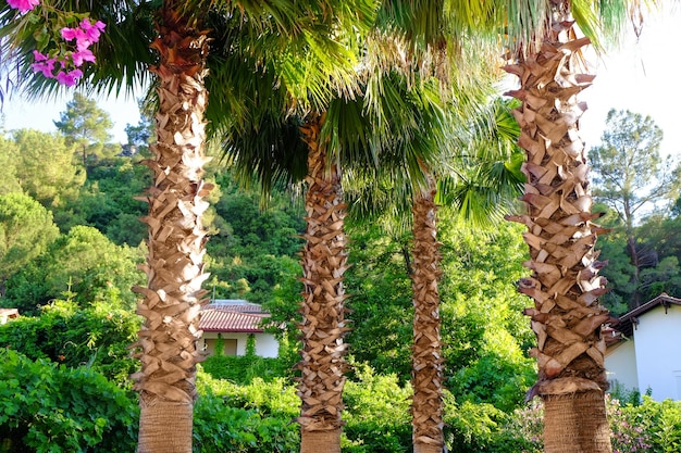 Hermosas palmeras tropicales en el jardín