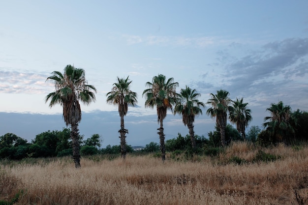 Hermosas palmeras de turquía en el concepto de viaje del cielo al atardecer y destinos turísticos