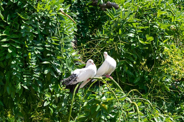 Hermosas palomas blancas, palomas en rama de arbusto.