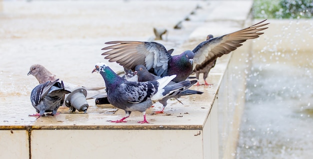 Hermosas palomas cerca del agua de la fuente en tiempo soleado