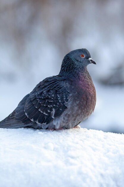 Hermosas palomas se sientan en la nieve en el parque de la ciudad en invierno