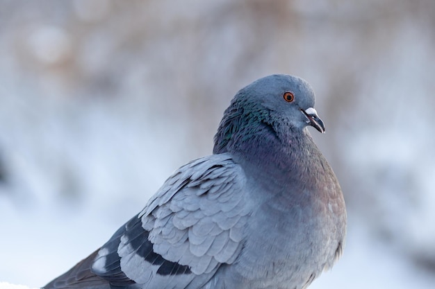 Hermosas palomas se sientan en la nieve en el parque de la ciudad en invierno